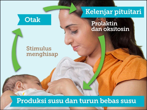 Ketahui Bagaimana Proses Penghasilan Susu Ibu
